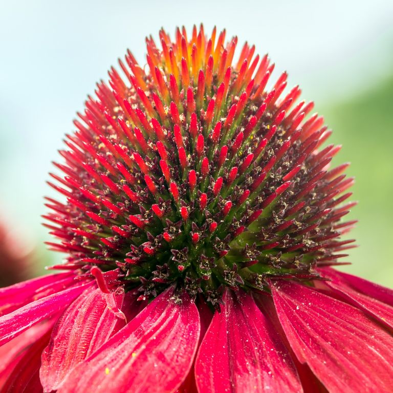 Rote Echinacea Blume