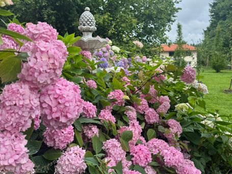 Wunderschöner Garten mit Hortensien, pink 