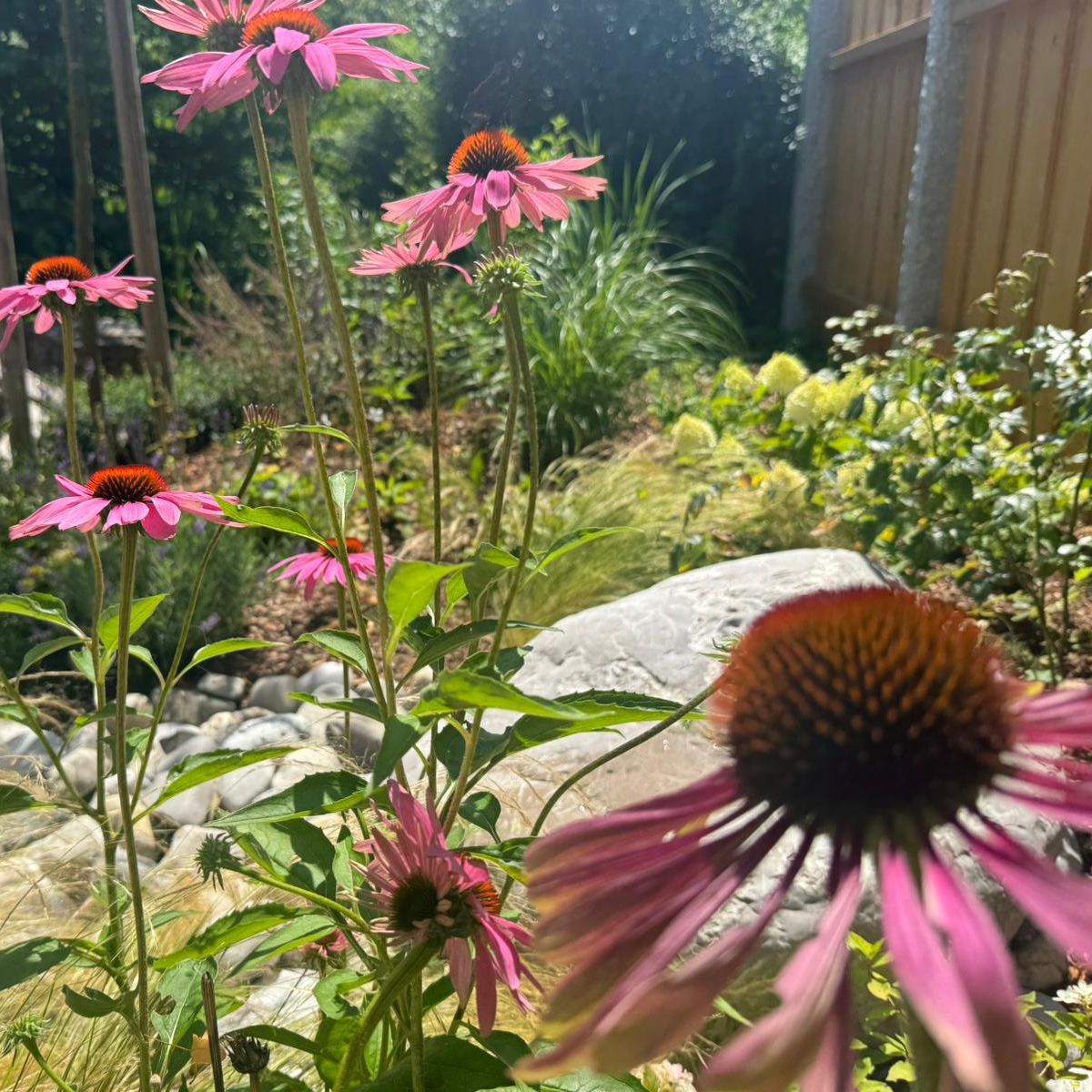Pinke Blumen, Steingarten, Zaun, Gräser, Bäume